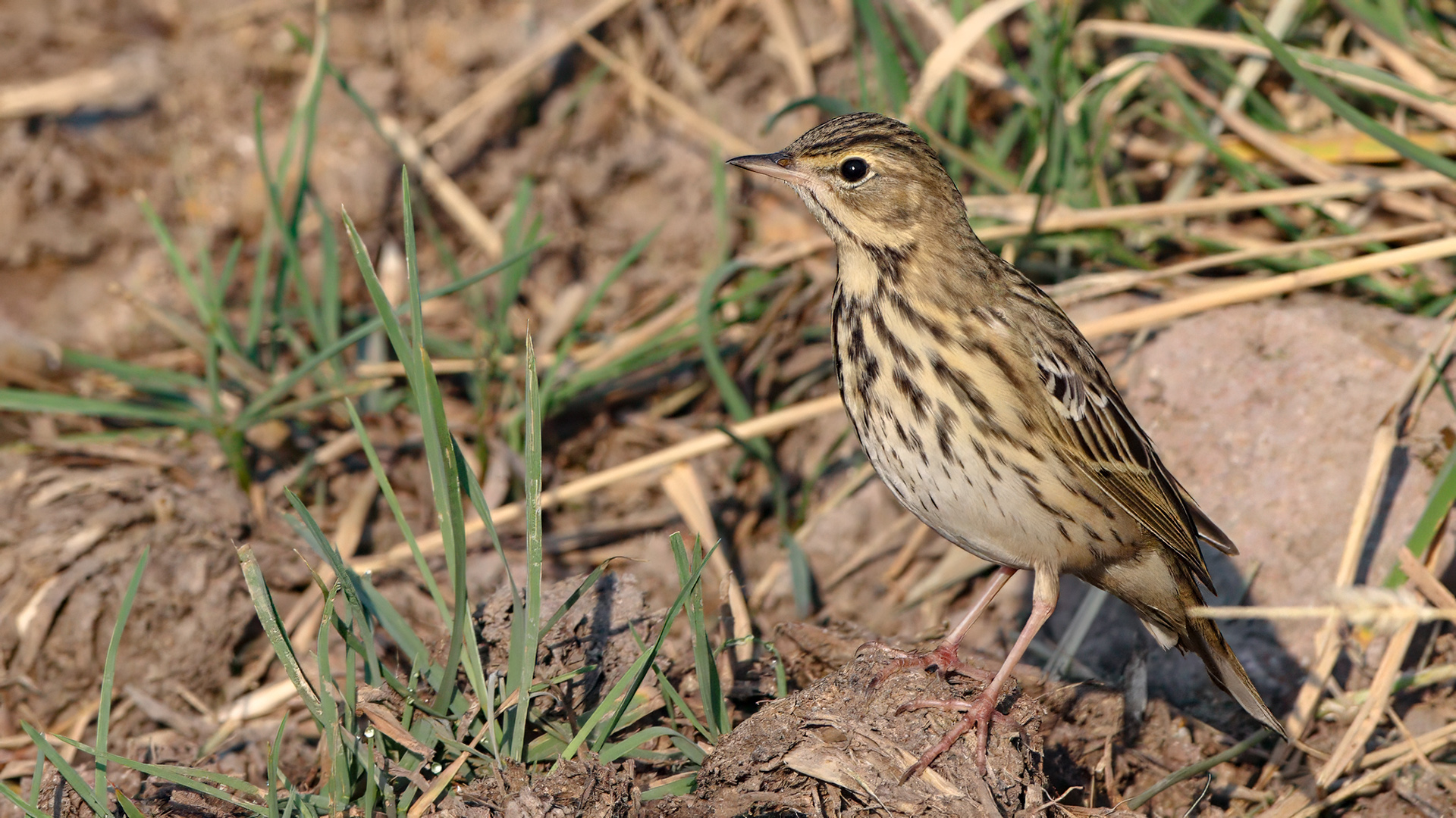 Tree Pipit